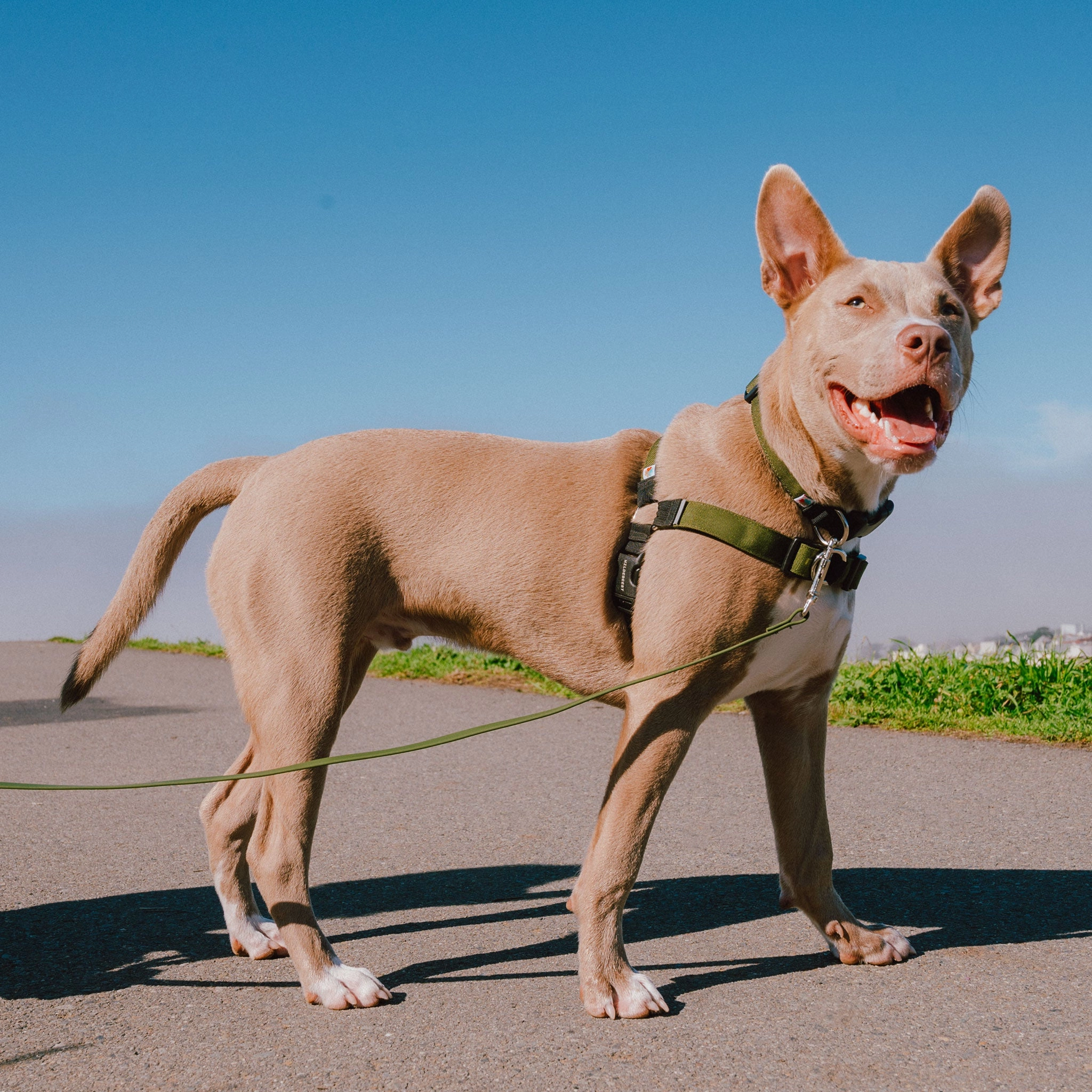 Wildebeest Linden Harness - Olive